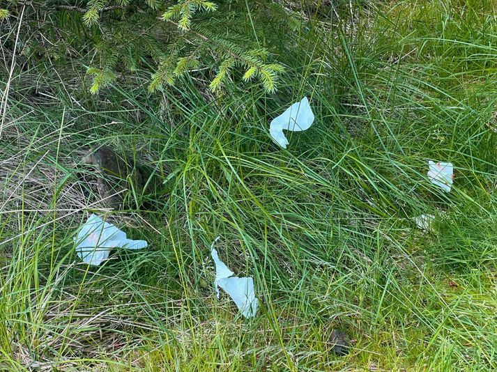 Þessa mynd tók ljósmyndari Vísis í Hofsstaðaskógi fyrr í sumar. Papprínn lá víða um skóginn.