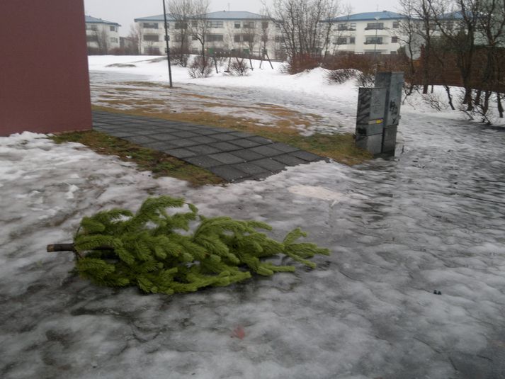 Jólatré eiga með réttu að fara í endurvinnslu þegar þau hafa lokið hlutverki sínu.
