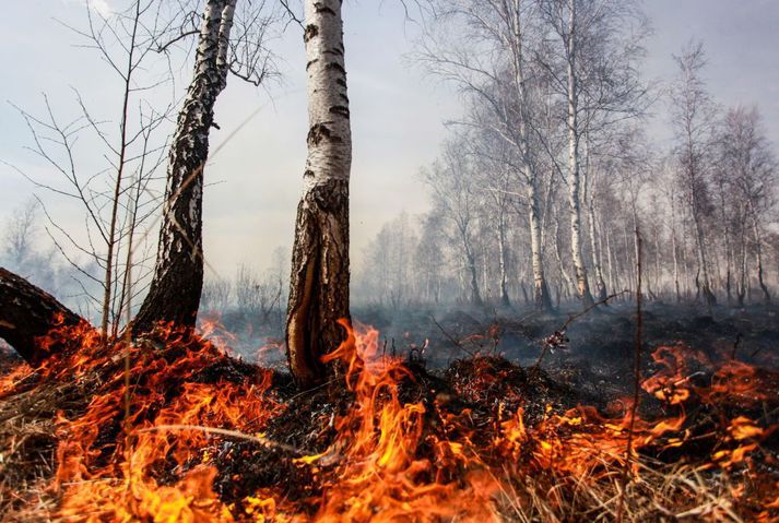 Tíðari skógar- og gróðureldar vegna hlýrra og þurrara loftslags eru á meðal afleiðinga áframhaldandi hnattrænnar hlýnunar af völdum manna.