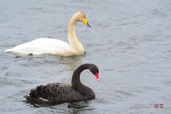 Álftirnar voru ekkert að amast við svarta svaninum