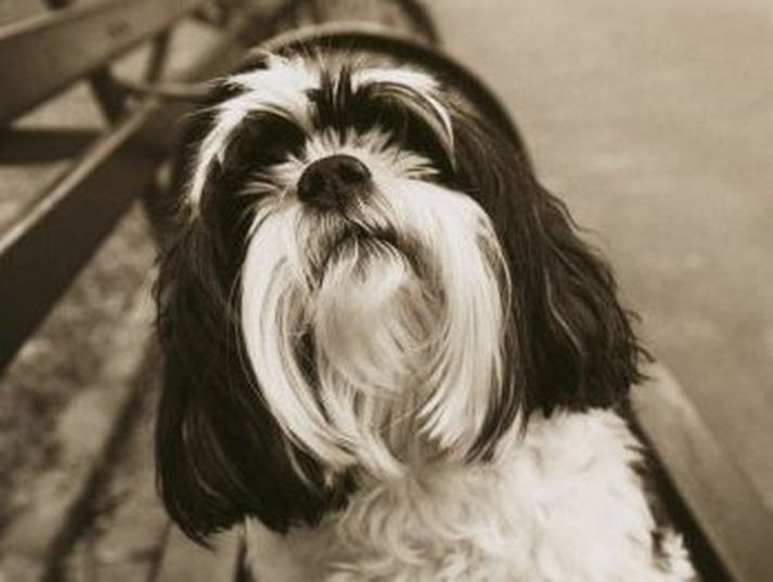 Hundur af Shih Tzu kyni.