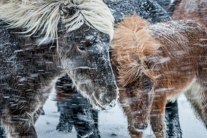 Fyrir áramót þarf til að mynda að huga að útigangshrossum og passa að þau séu öruggum stað því dýrin hlaupa af stað ef þau verða hrædd.