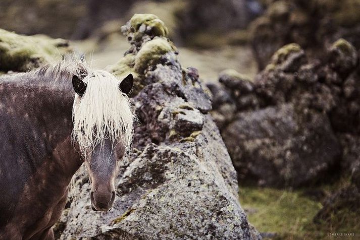 Viðkvæmni vindóttra hesta er viðfangsefni vísindamanna.