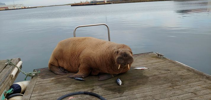 Valli yfirgefur höfina í Hornafirði af og til en hefur alltaf snúið aftur.