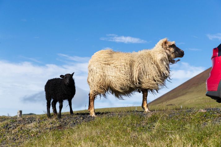 Matvælastofnun minnir á að meðgöngutími veikinnar er langur og hvetur bændur með fé frá sýktum bæjum til þess að afhenda fé. 