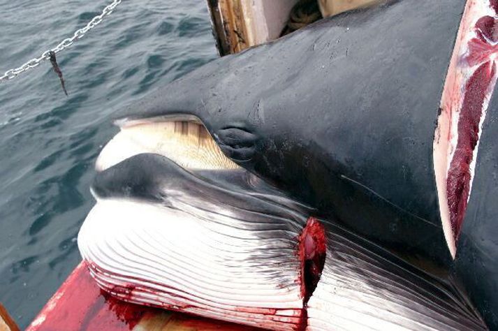 Norðmenn hafa gefið út sama hrefnuveiðikvóta og á liðinni vertíð.