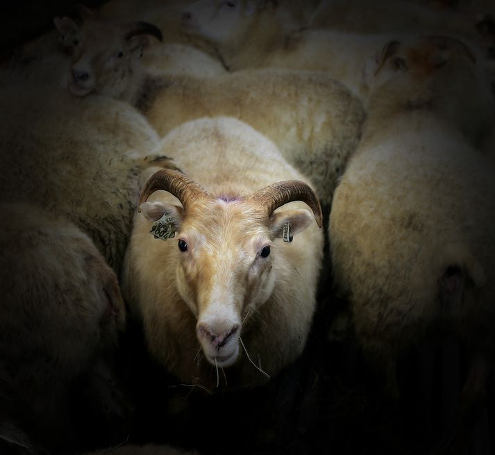 Bændur eru komnir af fjalli og eru að reka fé til rétta.