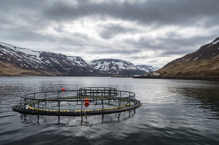 Jón Kaldal telur litla von til þess að væntanleg lög um fiskeldi fái faglega afgreiðslu á Alþingi, hagsmunagæslufólk eldisfyrirtækja sjái til þess.