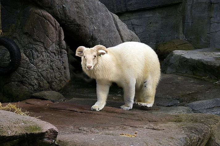 Íshrúturinn eða Polar sheep eins og Þorsteinn Úlfar kallar furðuveruna sem hann bjó til. Mynd/Þorsteinn úlfar Björnsson