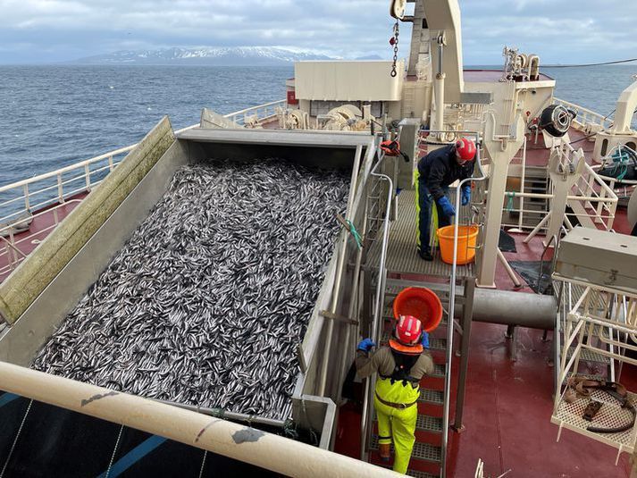 Loðnan dælist í lestina um borð í Beiti NK, skip Síldarvinnslunnar.