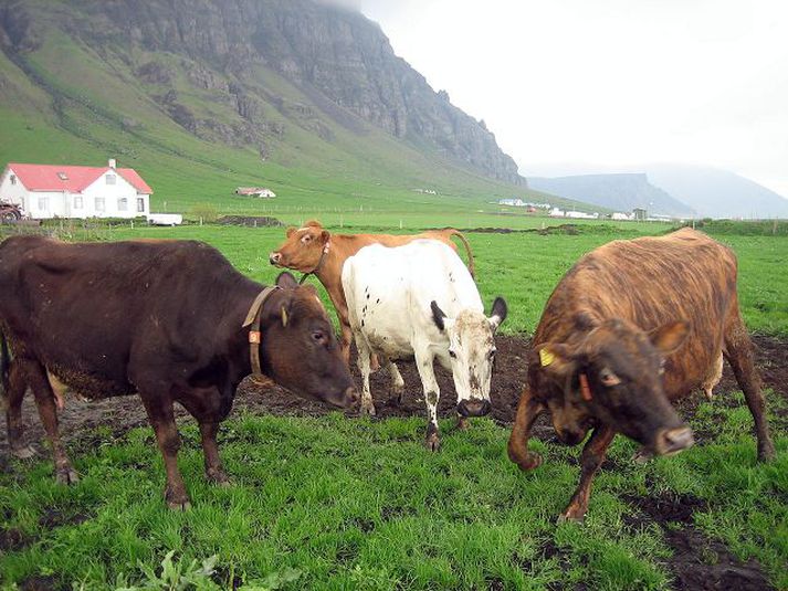 Kýrnar á bænum Hvassafelli voru kátar að vera komnar út í íslenska sumarið í gær. Aska er á túnum en vorverkin hafa sinn gang.mynd/úr einkasafni