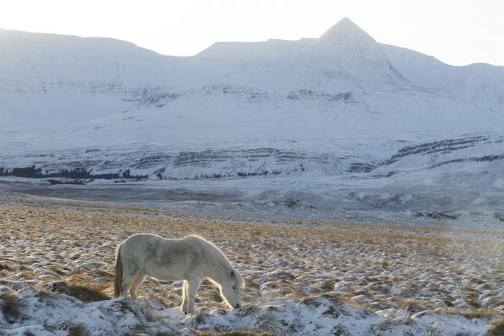 Gríðarleg aukning í framleiðslu á hrossakjöti varð á milli áranna 2011 og 2012. Mikil eftirspurn erlendis og hækkandi kostnaður við hestahald skýra framleiðsluaukninguna. Mynd/GVA