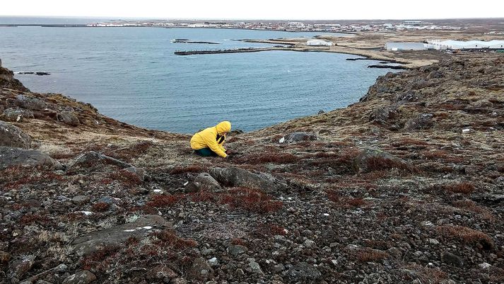 Lúpína upprætt á mel efst í Kvennagönguskarði á Vogastapa. Vogar sjást í baksýn.