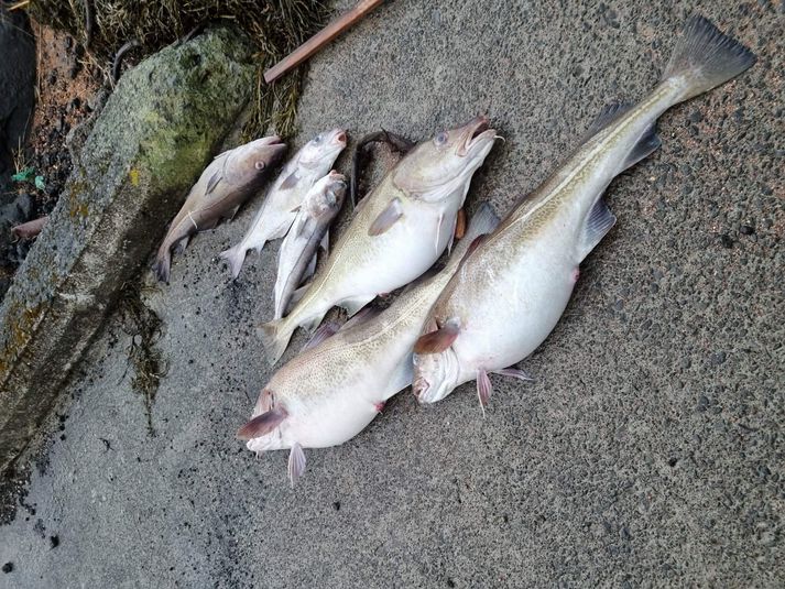 Aðallega er um þorsk að ræða, sem rekið hefur á land í dag á Stokkseyri.