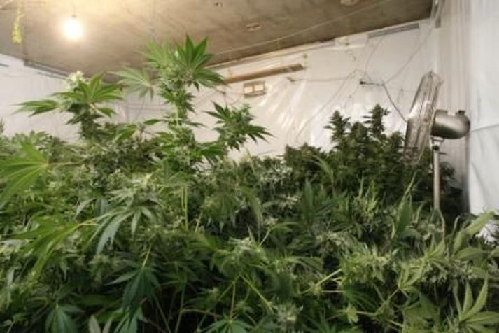 Kannabis. Mynd er úr safni.