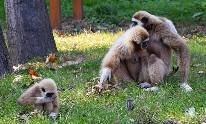 Gibbonapapar ásamt unga