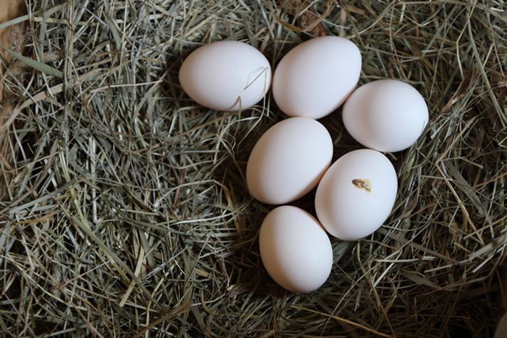 Þjófunum hafa þótt eggin girnileg.