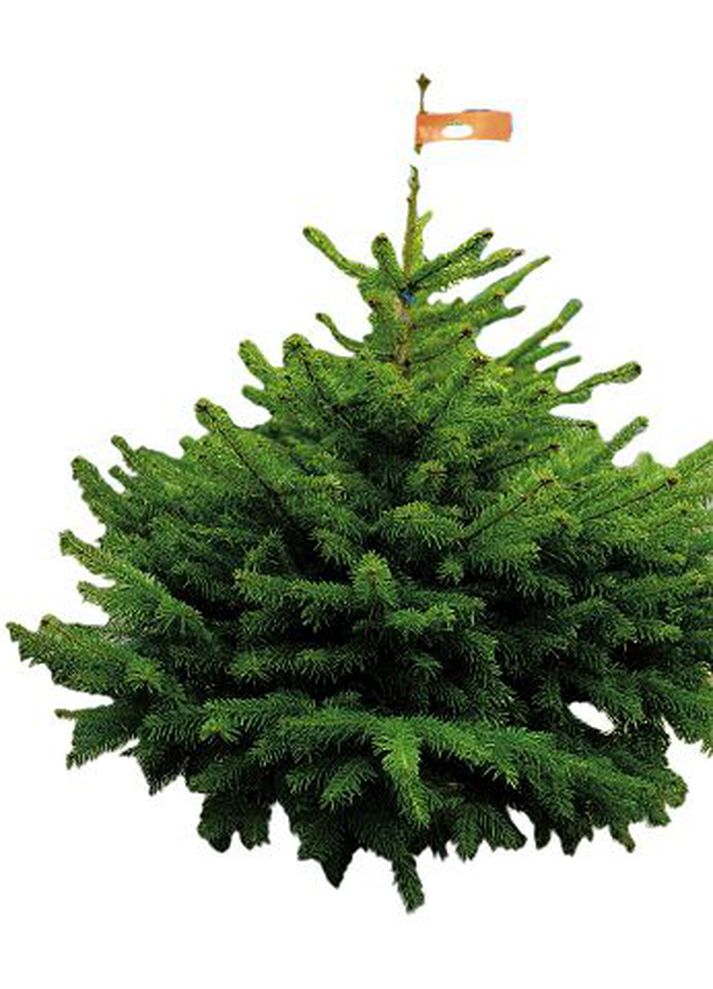 Nú ber vel í veiði fyrir Norðmenn því skortur á jólatrjám er fyrirsjáanlegur sunnar í Evrópu.