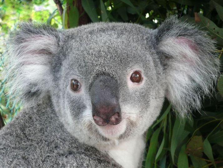 Kólabjörninn var nokkuð skelkaður eftir bílferðina og verður komið aftur til síns heima þegar hann er búinn að jafna sig.