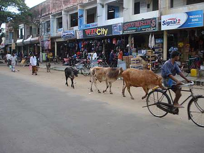 Frá Sri Lanka.