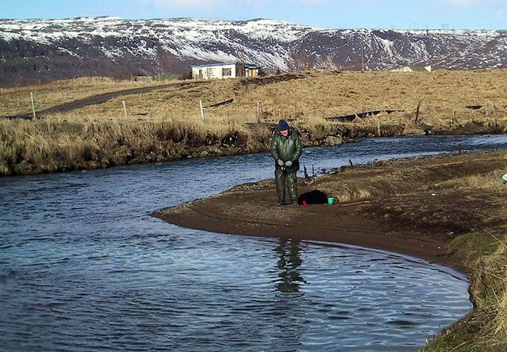 Í Varmá og Þorleifslæk við Hveragerði eru miklar sjóbirtingsslóðir.
