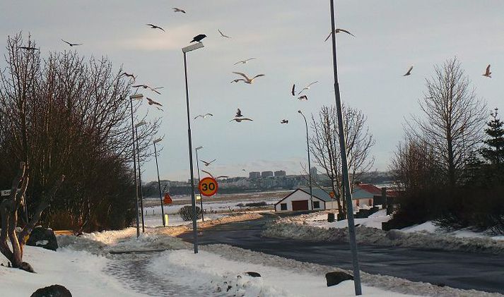 Tíðin er geysihörð fyrir fugla um þessar mundir svo þeir sækja í æti þar sem það býðst. Ekki er allir sáttir við að það skuli vera á Álftanesi.