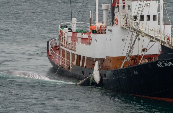 Hvalur 8 er væntanlegur í hvalstöðina í nótt með einn hval.