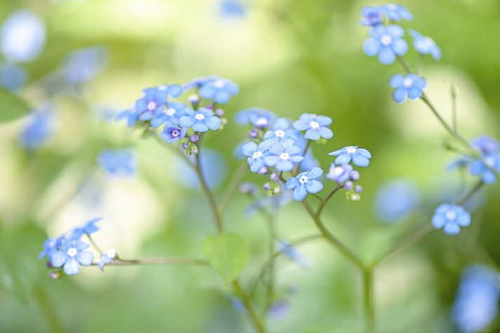 Close-up image of the beautiful spring flowering, blue Forget-me-not flowers also known as Myosotis sylvatica