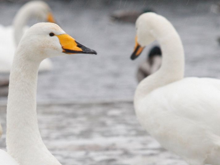 Finnur og Sigrún eru komin til sumardvalar á Íslandi. Myndin er hins vegar ekki af þeim heldur félögum þeirra sem halda til á Tjörninni.