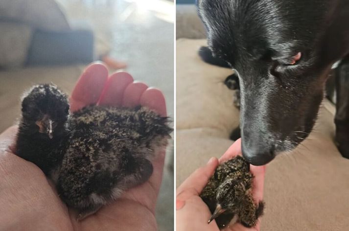 Tjaldurinn Kenny í góðu yfirlæti ásamt hundinum Rocky.