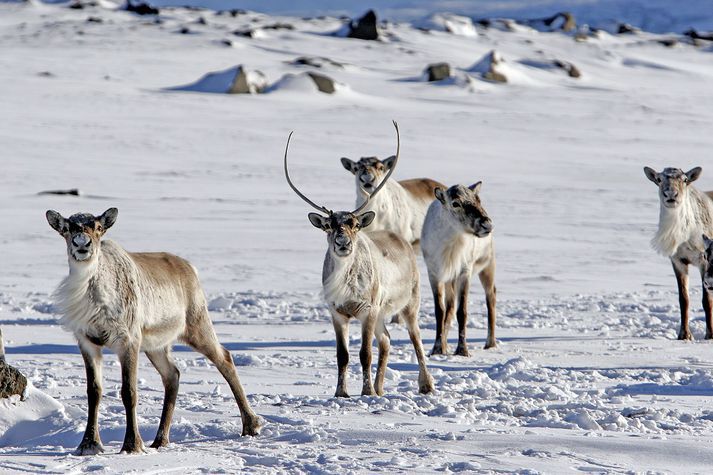 Það er betra að hafa augun opin þegar ekið er um Austurland í dag.