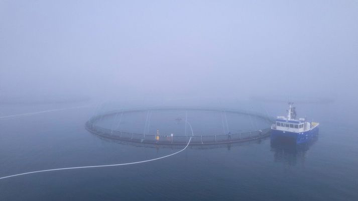 Sjókví í Reyðarfirði. Alls þarf að tæma níu sjókvíar vegna ISA-veirunnar sem nú hefur greinst í laxi á staðnum.