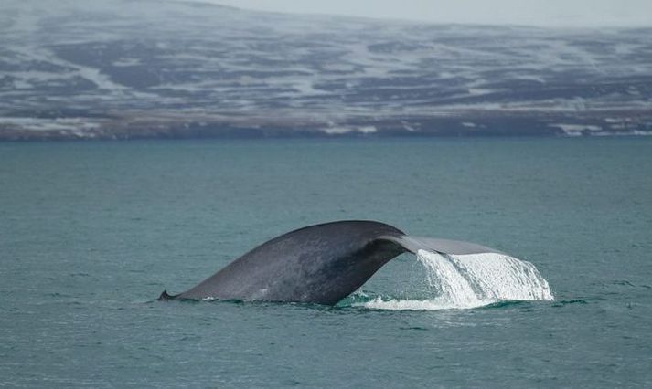 Steypireyðurin fór nálægt Náttfara og þótti tilkomumikil sýn.