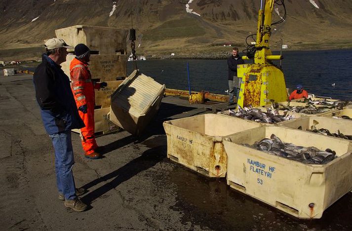 Vinnsla er með besta móti á Flateyri eftir erfið ár.