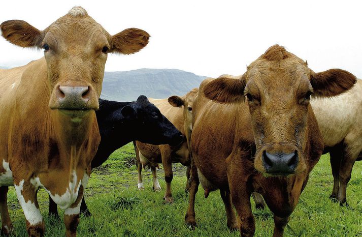 „Þegar kemur að landbúnaðinum virðast bæði ríkisstjórn og Alþingi, sama hver er þar í meirihluta, líta svo á að sjónarmið um samkeppni og hag neytenda skipti ekki máli,“ segir framkvæmdastjóri FA.