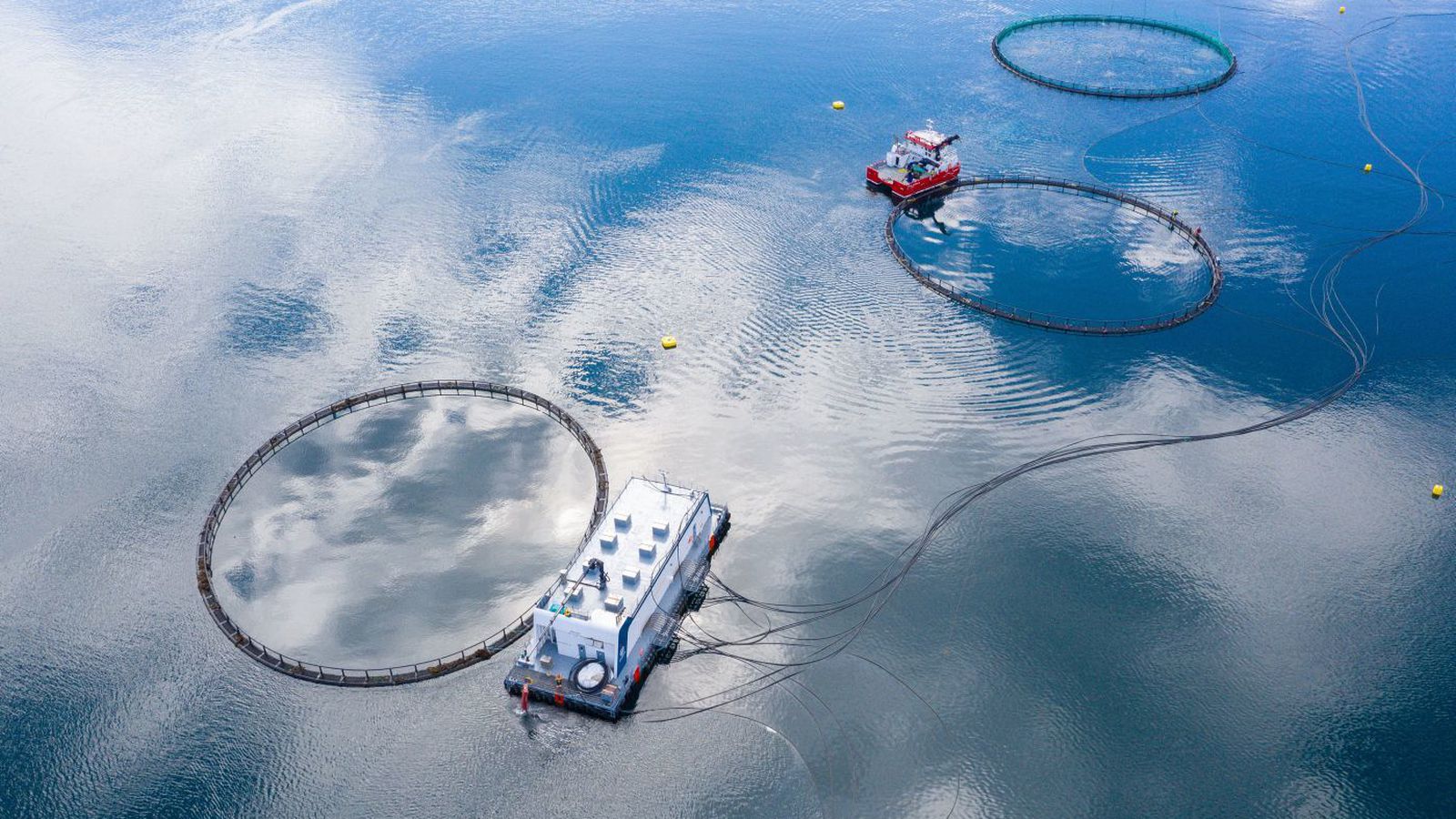 Samkeppniseftirlitið rannsakar samruna móðurfélaga Arnarlax og ...