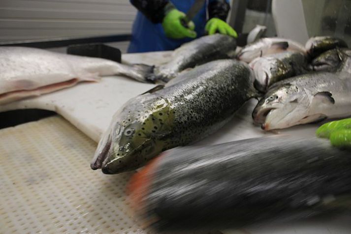 Laxeldi mun aukast stórlega á næstu árum, gangi áætlanir eftir.