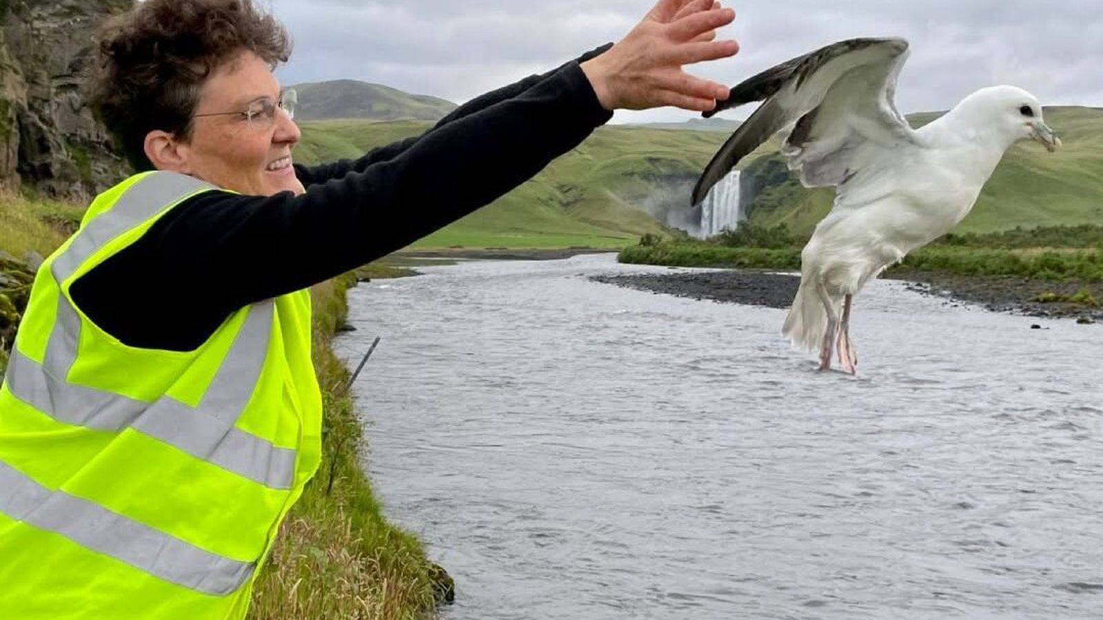 Öku­menn beðnir um að sýna að­gát vegna fýlsunga