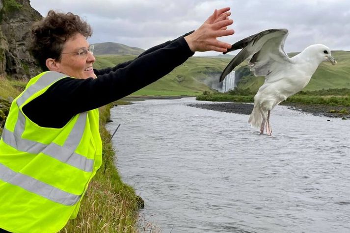 Sjálfboðaliðar Fuglaverndar hjálpa fýlsungum sem þurfa aðstoð við að komast af vegum landsins.