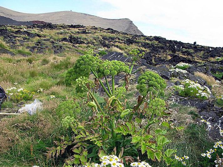 Þessi ætihvönn blómstraði og myndaði fræ í fyrsta skipti í Surtsey í ár, og bendir allt til þess að hvönn verði útbreidd í eynni þegar fram líða stundir.
Mynd/Borgþór Magnússon