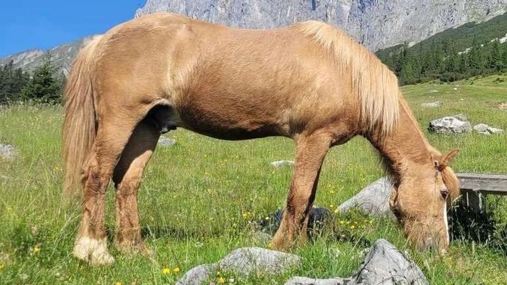 Eftir því sem fréttamaður kemst næst er Flóki ljósrauðblesóttur sokkóttur eða hugsanlega bleikblesóttur sokkóttur. 