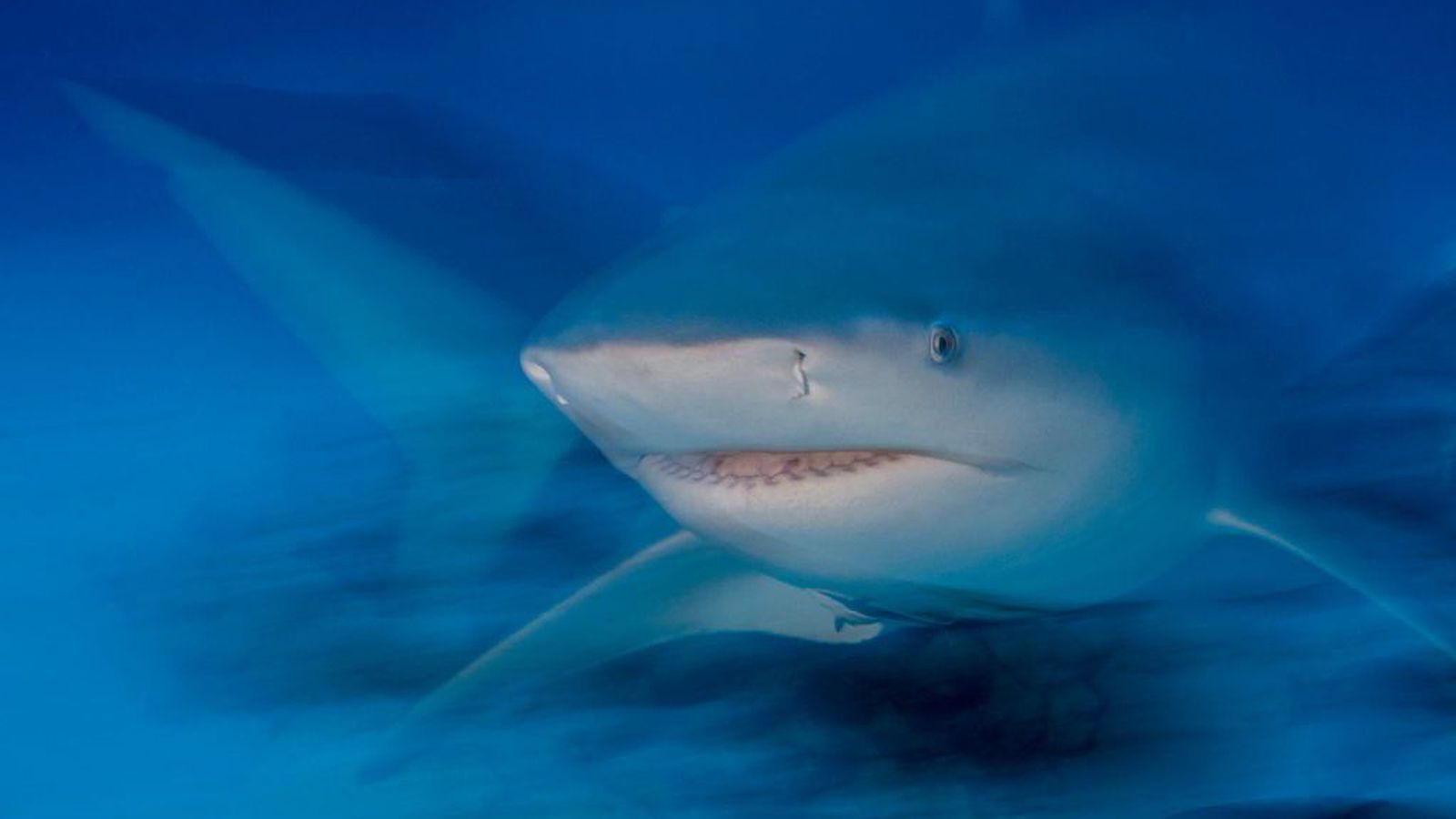 Fjórar hákarlaárásir á að­eins 48 klukku­stundum