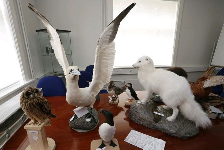 Þess er krafist að Náttúruminjasafni verði tryggður viðeigandi húsakostur.