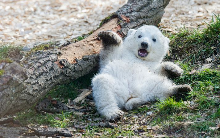 Fjölmargir Bretar sóttu um að ættleiða ísbjörn í stað þess að styrkja krabbameinsrannsóknir.