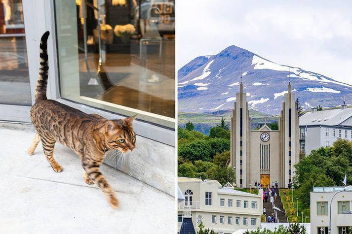 Umræða um lausagöngubann katta á Akureyri virðist úr sögunni.