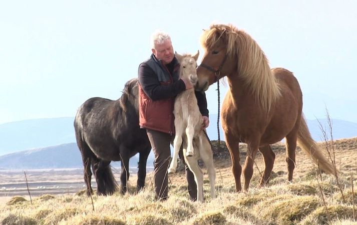 Sigurður Ingi með leirljósa hestfolaldið, sem þau Elsa fengu í vikunni. Gleði og Urður eru með á myndinni.