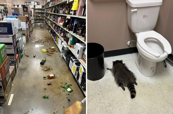 Þvottabjörninn virðist hafa gengið berserksgang í vínbúðinni. Hann braut fjölmargar flöskur og fannst svo steinsofandi inn á klósetti.