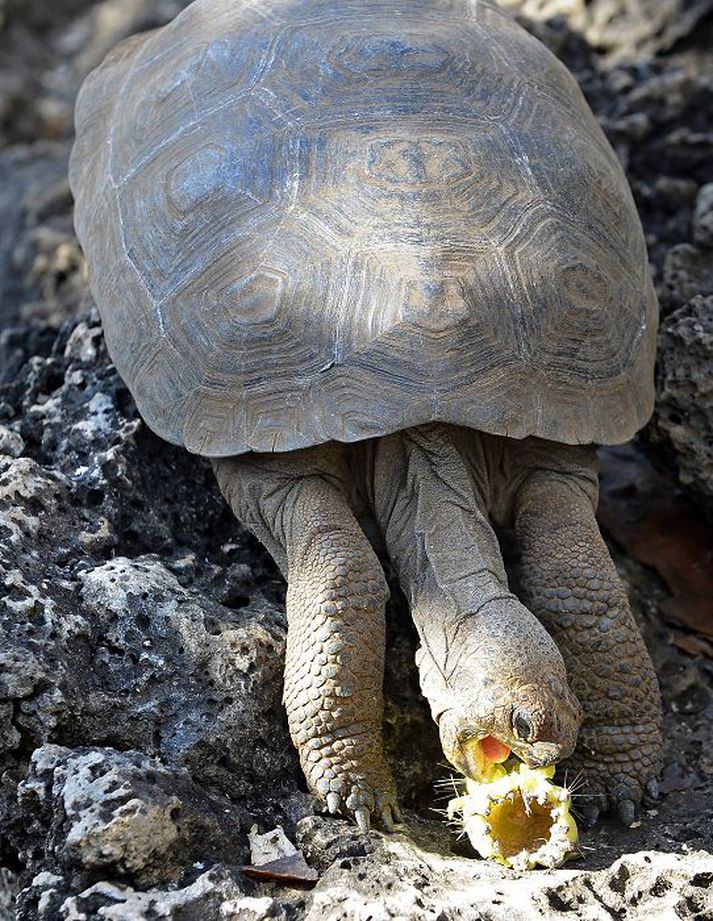 Skjaldbaka nærist á Galapagos-eyjum.