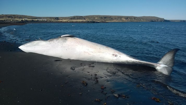 Hrefnan liggur í fjörunni við Hvammsgötu í Vogum.
