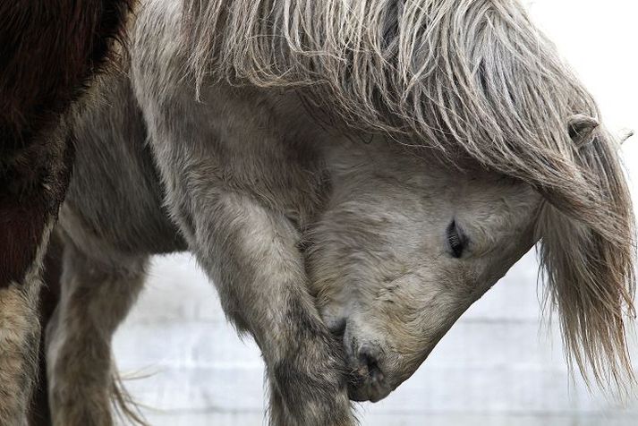 Hestamannafélagið Sprettur fær styrkinn til að ráðstafa til reksturs nýrrar reiðhallar og til barna- og unglingastarfs.